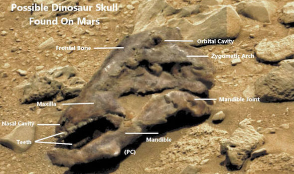 Dinosaur skull found on Mars Dinosaur skull found on Mars