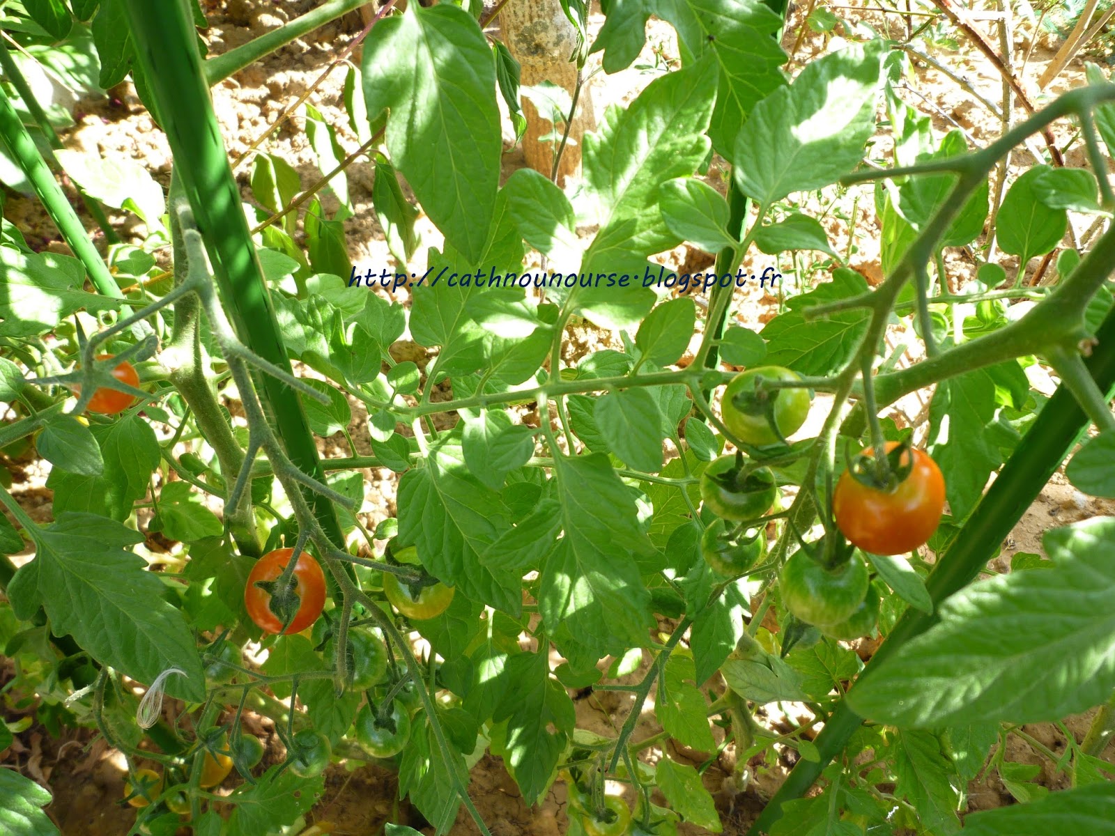 Le blog de Cathnounourse: les tomates cerises du jardin