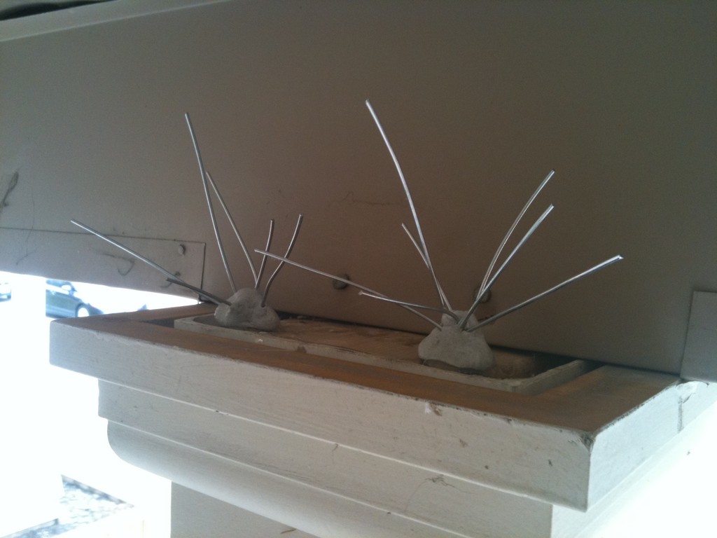 Bird In Everything Diy Bird Spikes