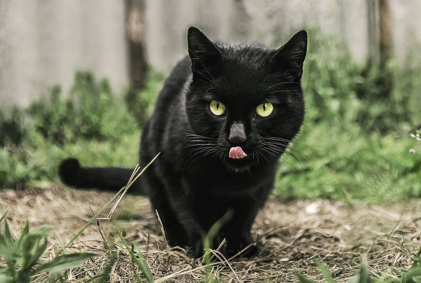 Kallan kuvernööri: Musta kissa ja keltainen kissa