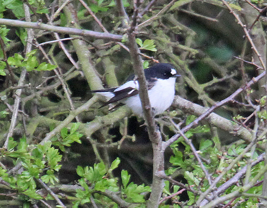 Atlas fly catcher Clearance