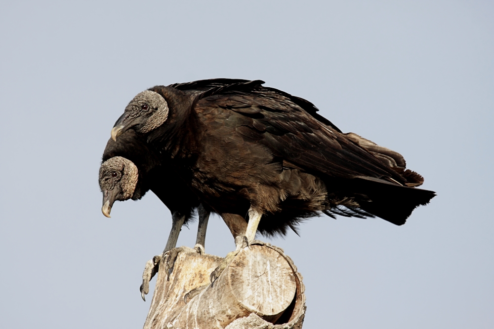 Steve Byland Nature Photography Attract More Vultures To Your Yard
