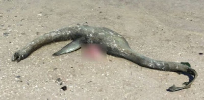 Bernama Loch Ness Terdampar di Pantai Georgia, Ada yang Tahu Hewan Apa?