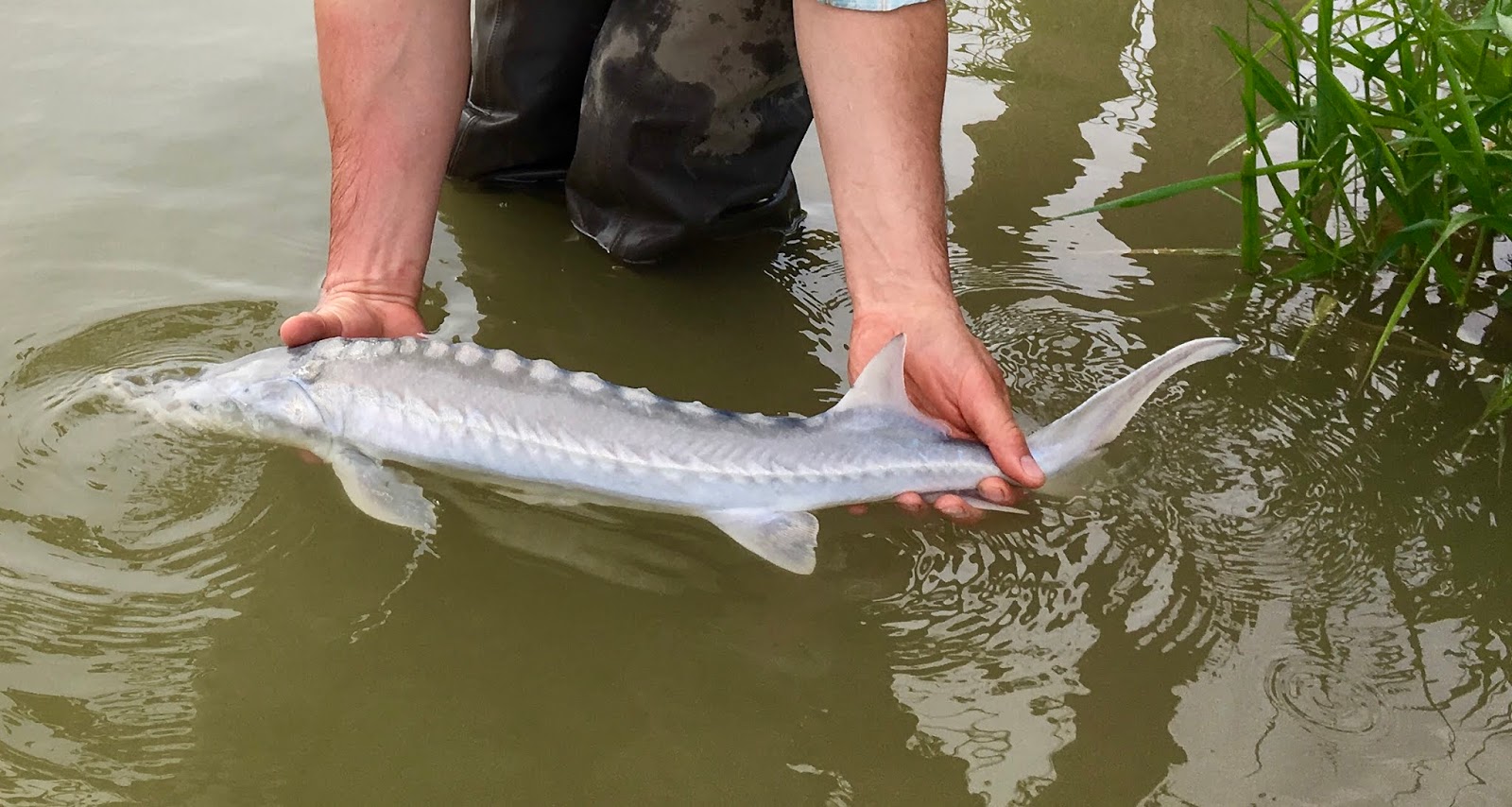 Ryan’s Fly Fishing and Hunting Blog The Sturgeon Pond