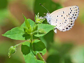 garden, butterfly, Pale Grass Blue