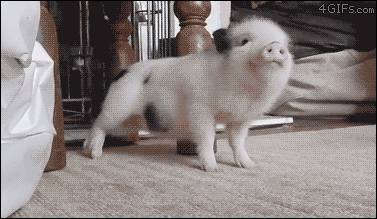 Funny animal gifs - part 220, best funny animal gifs, animals gifs, funny gif