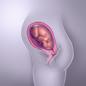 29 haftalık gebelik görüntüsü