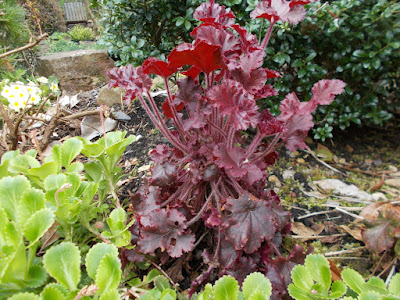 Heuchera problems Green Fingered Blog