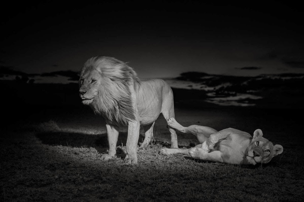 Wildlife Photos African Lion at Night
