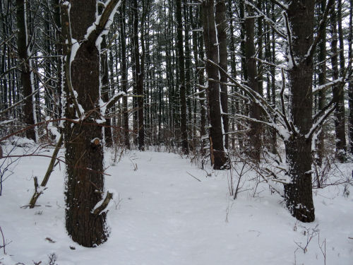trail through pines