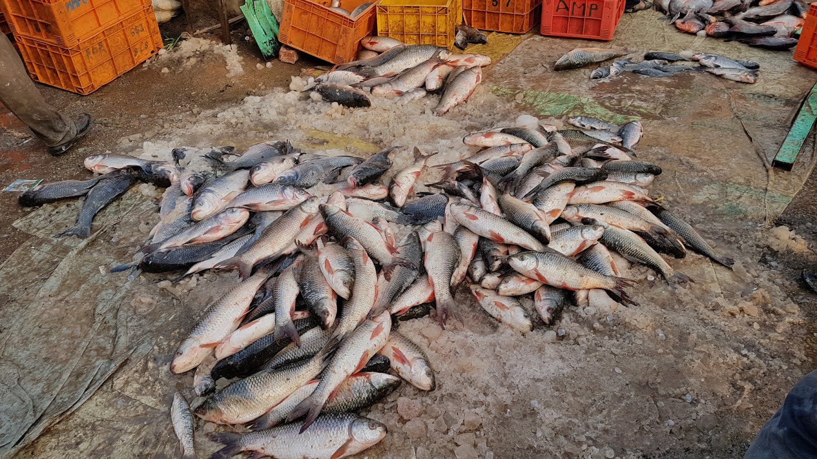 Raghu's column! Ramnagar Fish Market Our City’s Largest Fish Market!