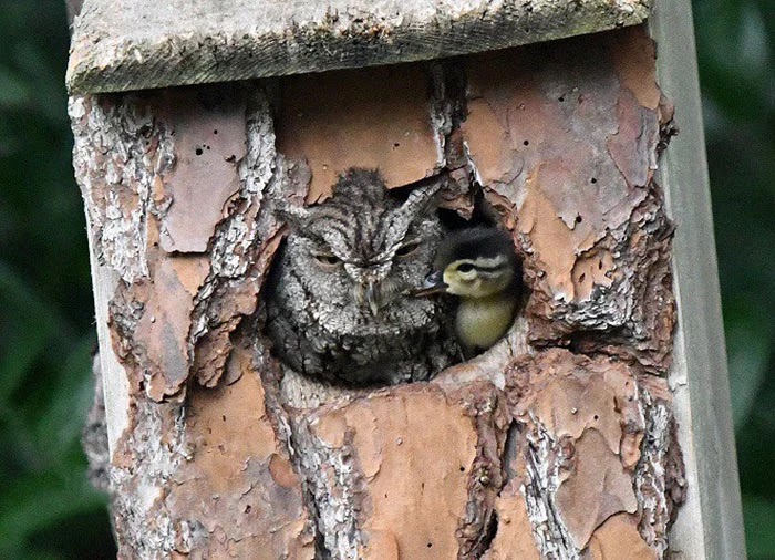 Adorable Pictures Of An Owl Raising A Duckling Adorable Pictures Of An Owl Raising A Duckling