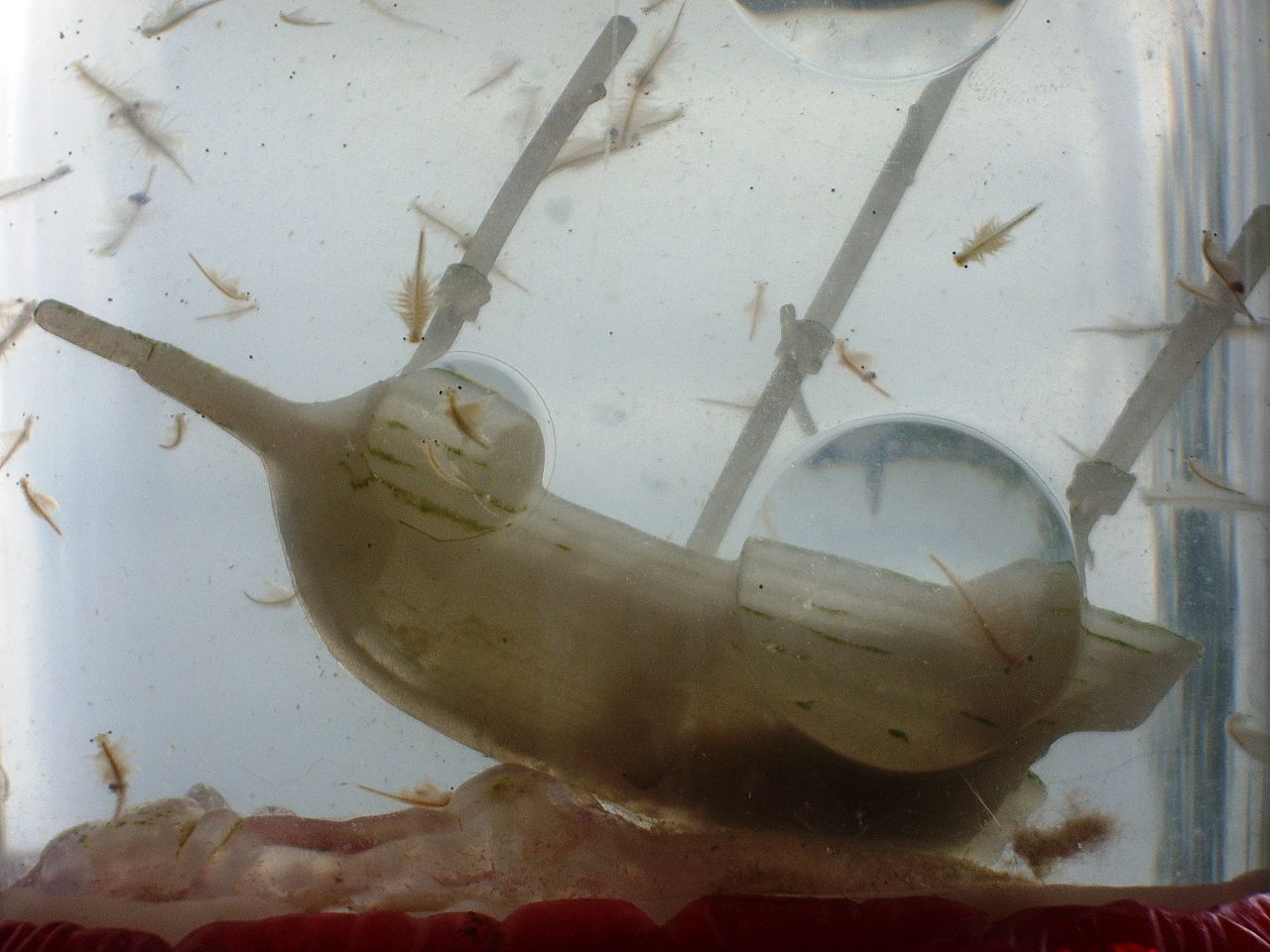 Topical Tens: 16 May: Sea Monkey Day