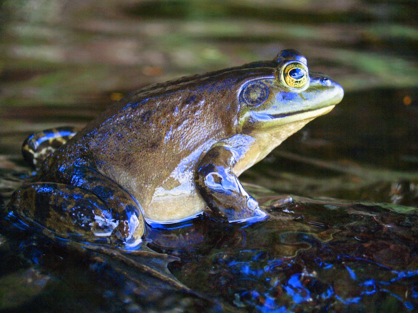 Natural Notes A brief introduction to the frogs of Northern Illinois