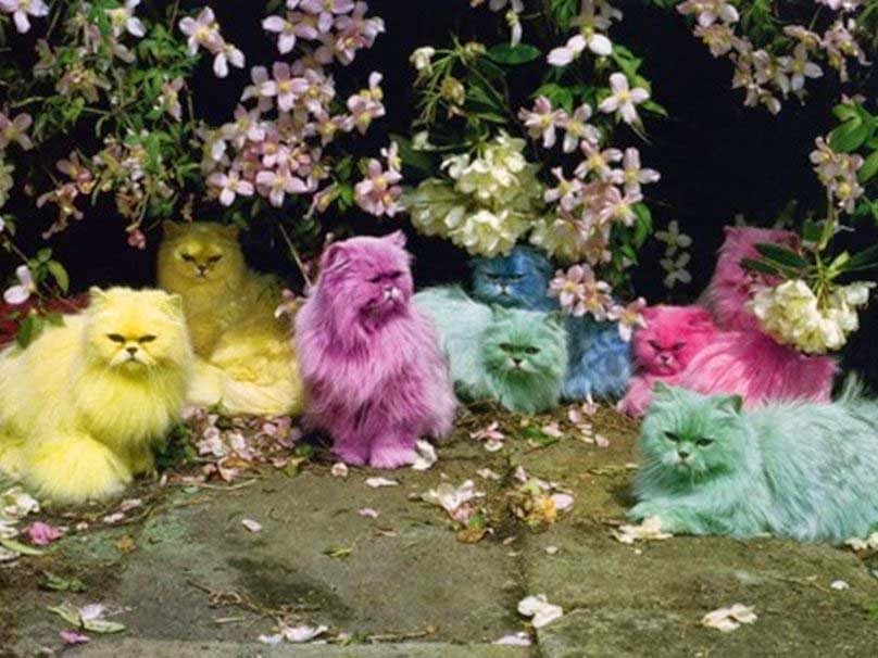 colorful-of-cute-cats-yellow-pink-red