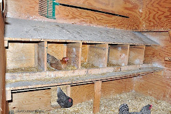 coop chicken nesting boxes farm roost need laying chickens egg eggs cobble space hill know