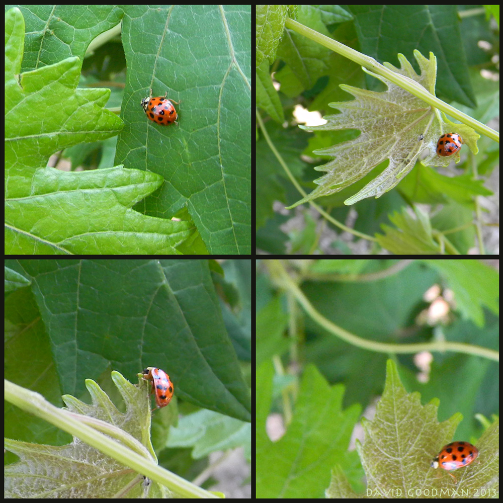 How to get ladybugs in your garden The Survival Gardener