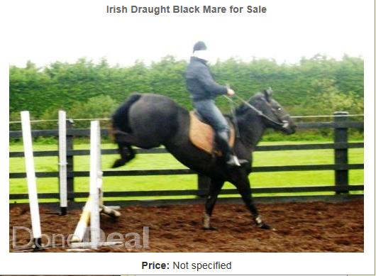 Image result for bad jump horse