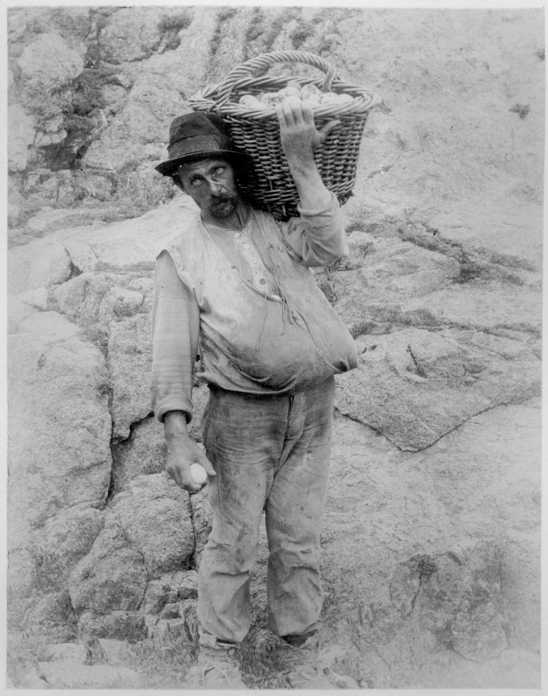 collecting eggs on Farallon Islands