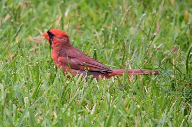 Northern Cardinal