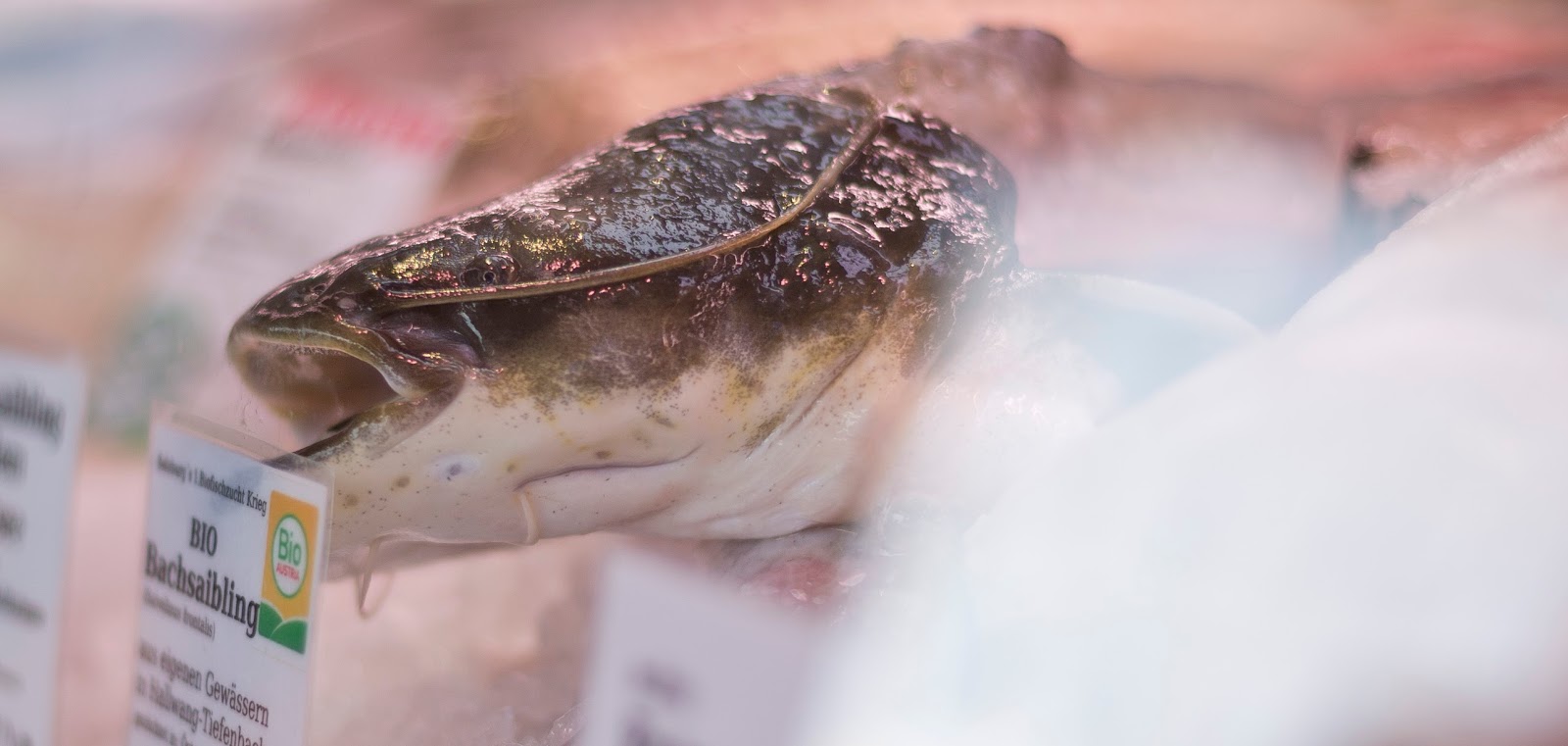 Marktrundgang Mit Rezepten