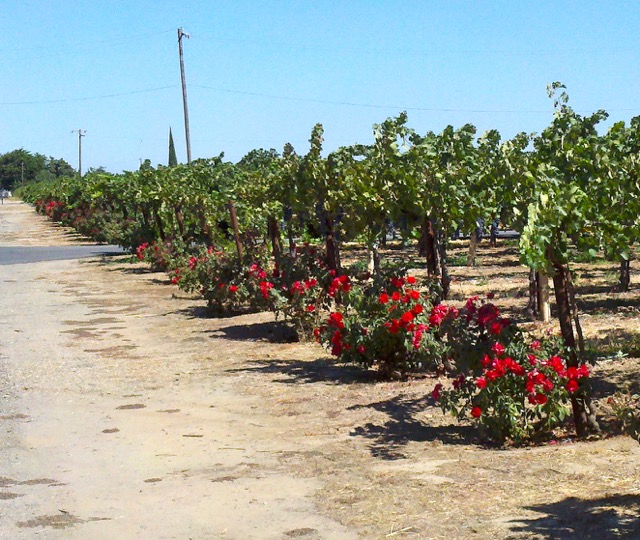 The Farmer Fred® Rant Why Are Roses in Vineyards?