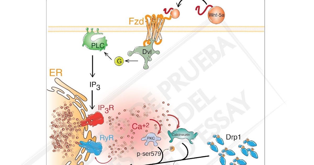 Dissertation enfer endothermique