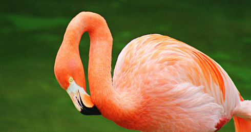 flamingo honolulu zoo hawaii