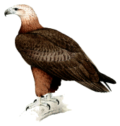 Pigargo de Sanford Haliaeetus sanfordi