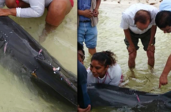 Rescatando al Delfín: cetáceo mordido por tiburones recala en playa Langosta Cancún, convalecerá en tortu-granja de IM