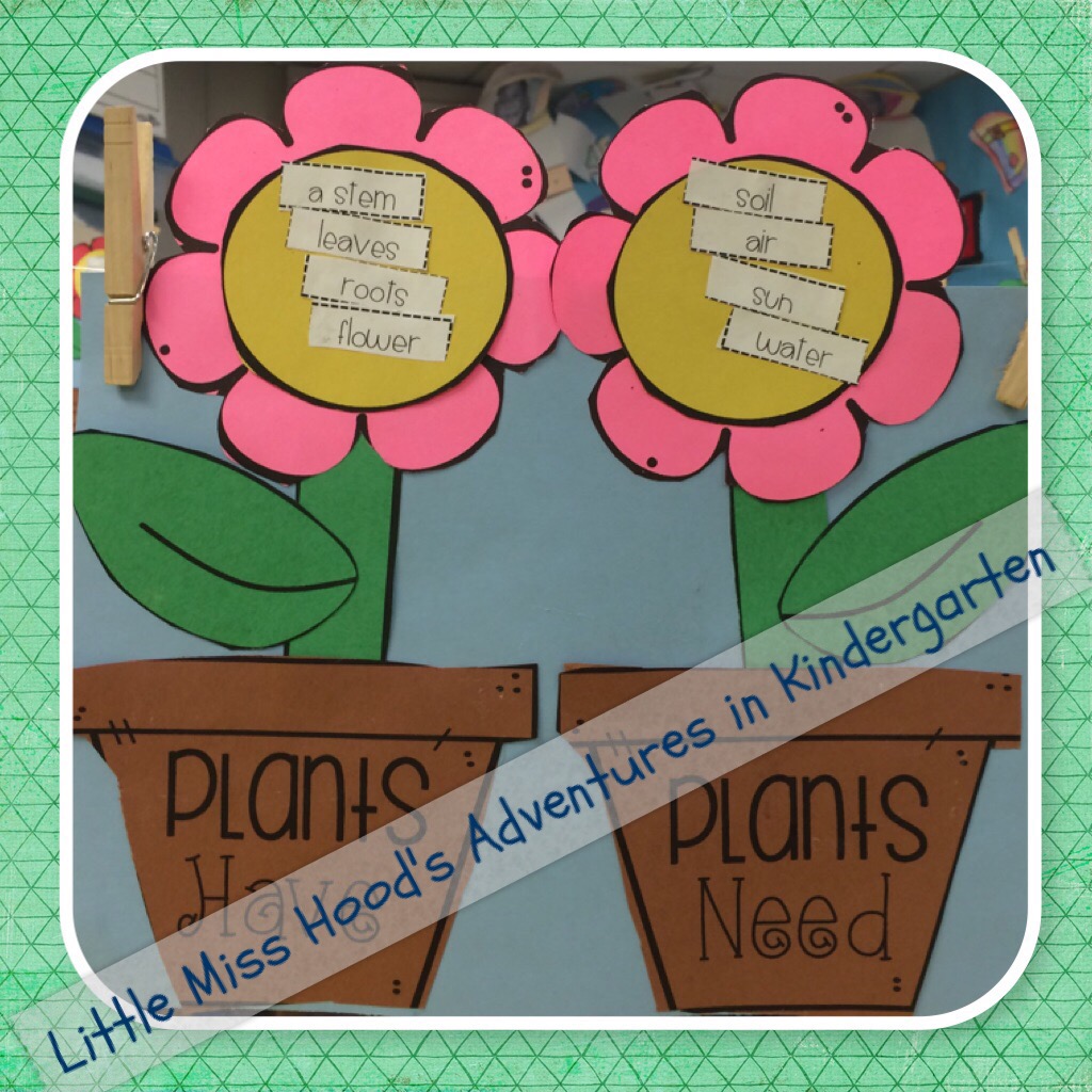 Little Miss Hood's Adventures in Kindergarten: Plants, Plants and More ...
