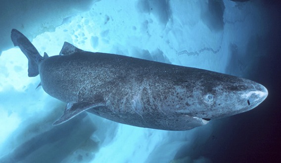 世界一長生きする生き物はのろまなサメ？400年も生きる魚？【n】ミライノシテン