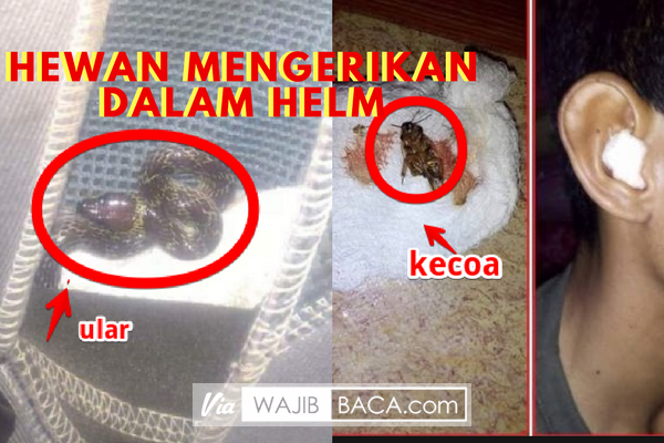 Waspada Saat Akan Menggunakan Helm, Bisa Jadi Hewan-hewan Mengerikan Ini Ada Dalam Helm Anda