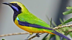 Caraputu Com Media Refrensi Harga Burung Mp3 Burung