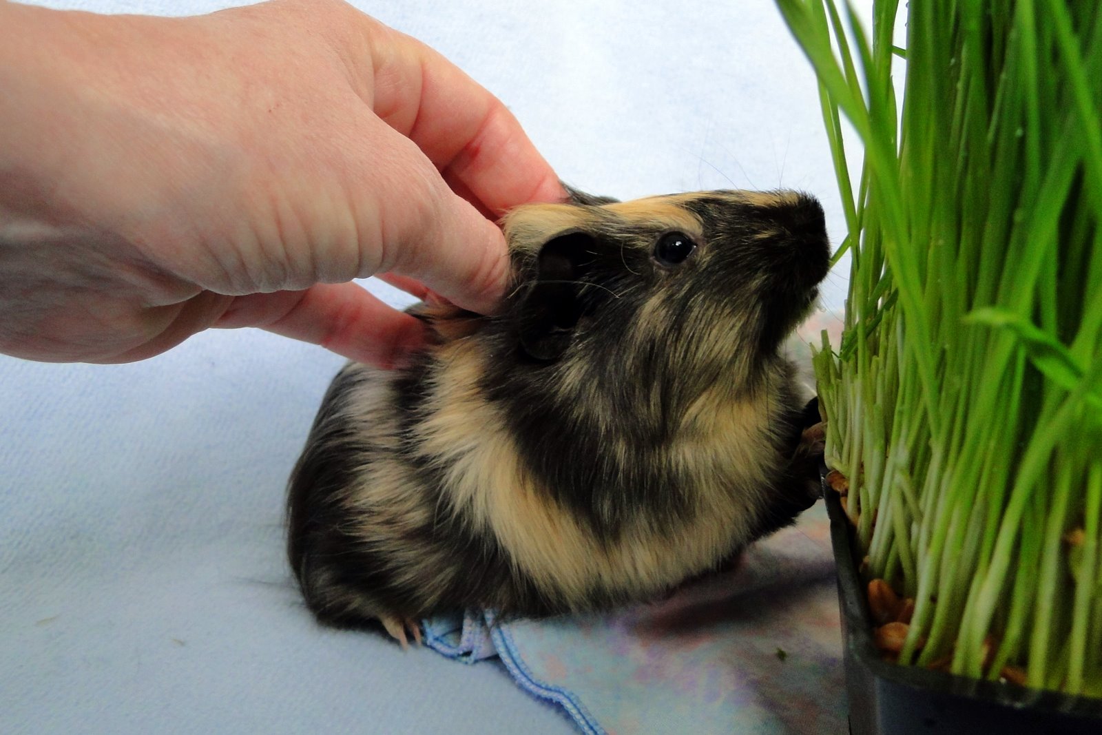 Panda Pig's Peace Sanctuary: Way of the Guinea Pig!: VINNY THE RAPPER!