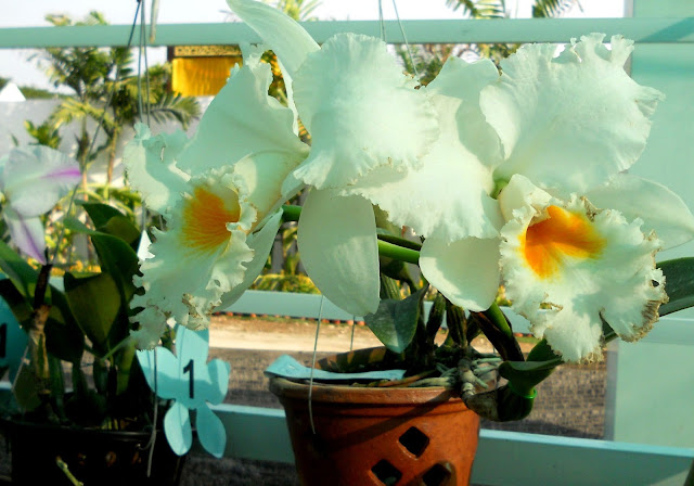 orkid putrajaya floria 2013