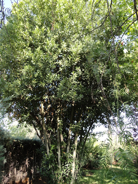 LAUREL (Laurus nobilis). Imágen de un laurel en el jardín.