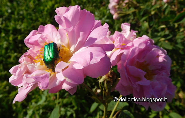 Rosa Celestial ibrido di Alba confetture cinorrodi e petali per tisane lavanda sali aromatici ghirlande centrotavola natalizi e floreali alla fattoria didattica dell ortica a Savigno Valsamoggia Bologna in Appennino vicino Zocca