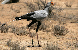 birds bird secretary rivers tale