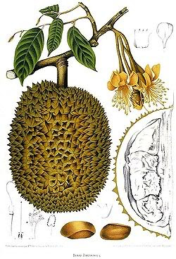 7 Sifat Durian Yang Harus Ditiru | Pelajaran Hidup