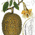 7 Sifat Durian Yang Harus Ditiru | Pelajaran Hidup