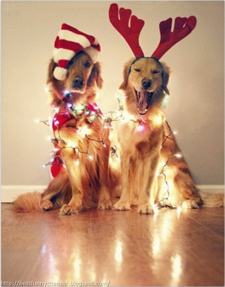 Merry Christmas Funny Dog Two funny christmas dogs.