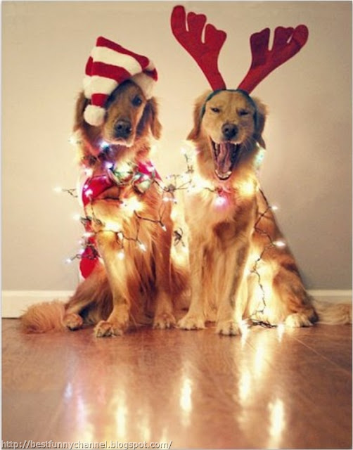Two funny Christmas dogs. 