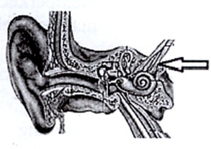 Organ pendengaran