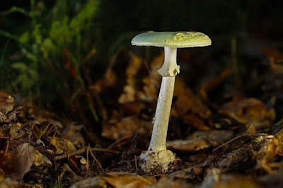 Jamur Payung Maut, jenis jamur beracun