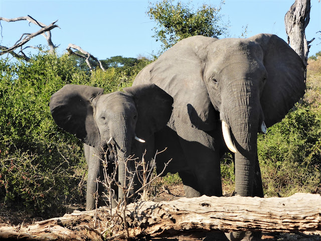 Elefantes en Parque Chobe