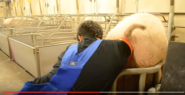 Πως γεννάνε τα γουρούνια στις μονάδες... video