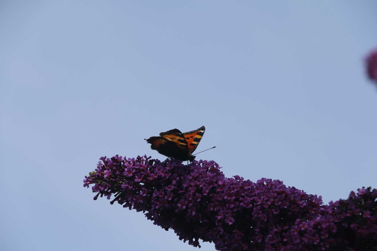 Wyldestone Cottage Buddleia The Butterfly Bush