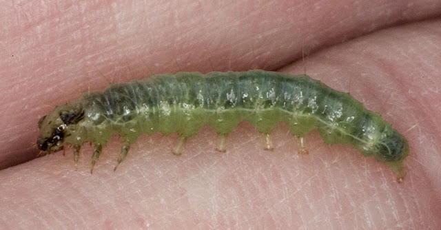 Mother of Pearl late instar larva, Pleuroptya ruralis, that was living in a curled leaf of Common Nettle, Urtica dioica.<br />On the track leading to Downe Bank Nature Reserve, 16 June 2012