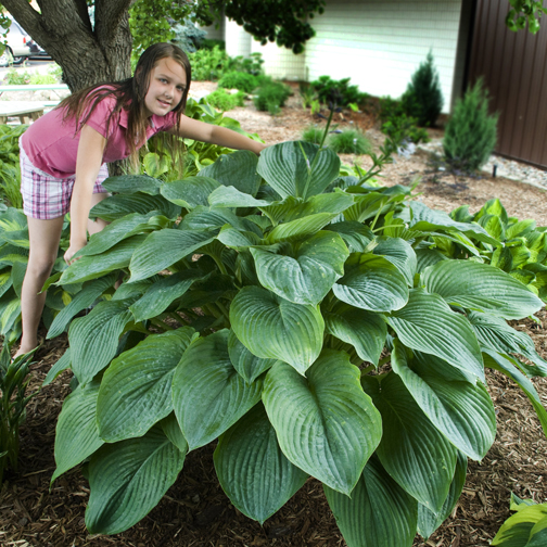 The Plant Hunter: October 2011